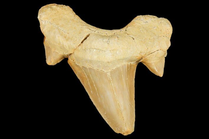 Fossil Shark Tooth (Otodus) - Morocco #103190